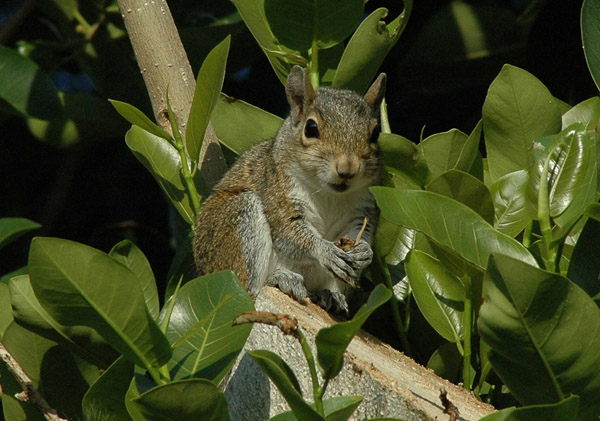 Squirrel600